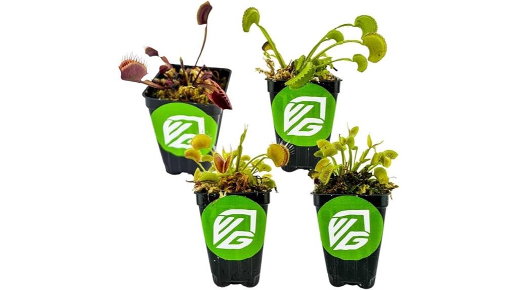 carnivorous fly trap bundle