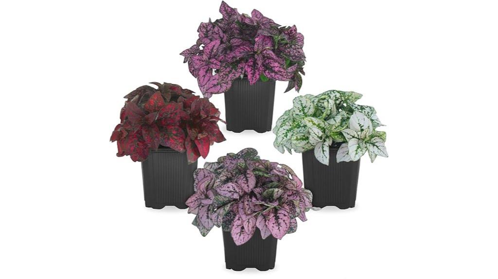 colorful indoor plant set