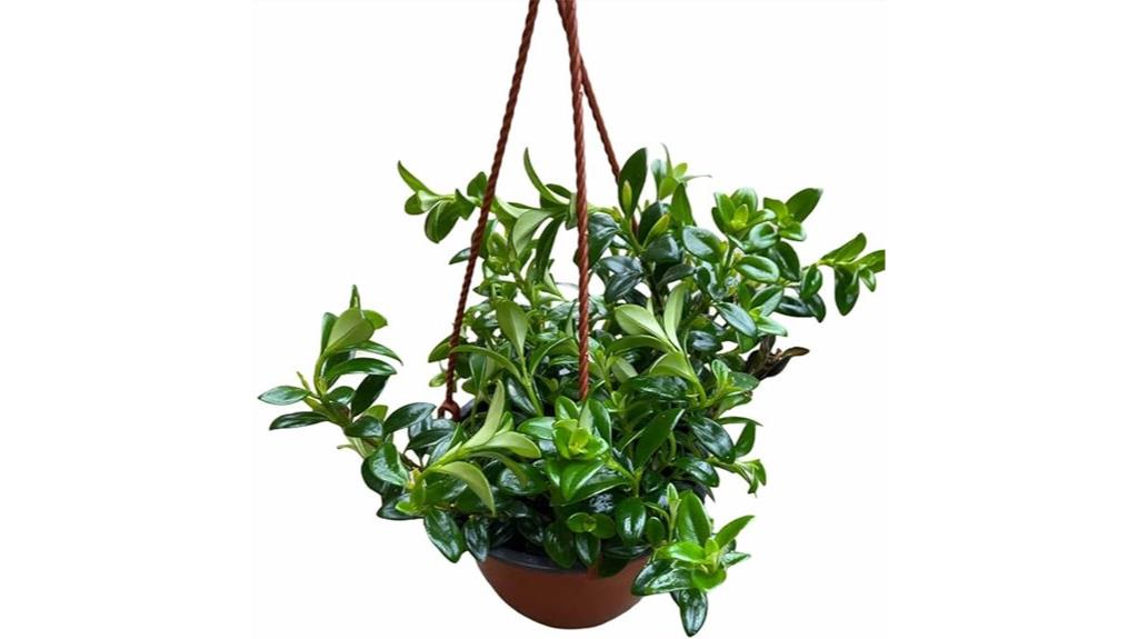 hanging goldfish plant