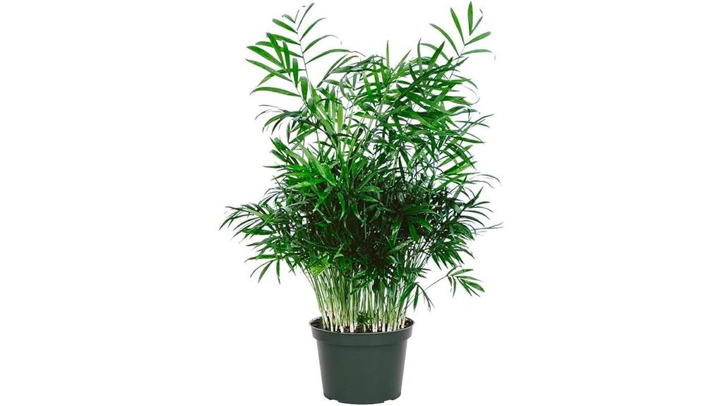 indoor parlor palm plant