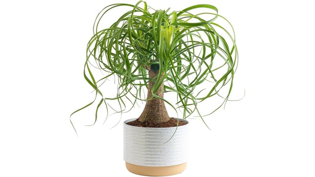 indoor ponytail palm plant