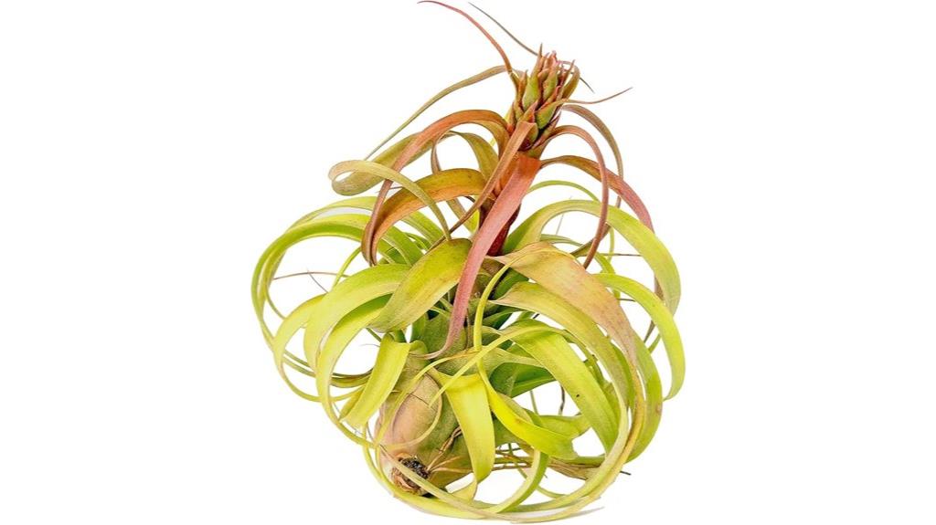 large hybrid air plant