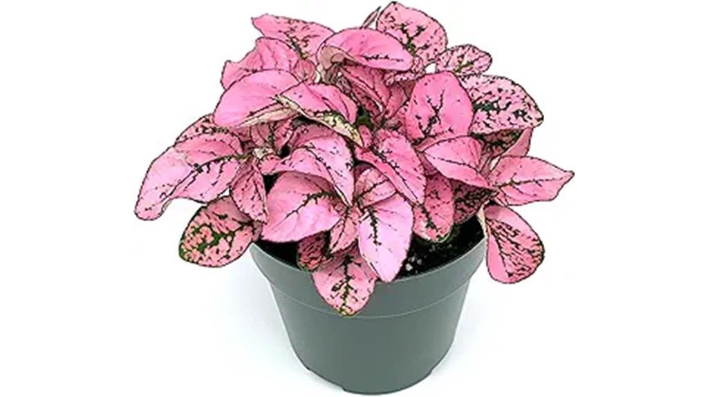 pink splash potted plant