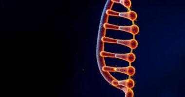 protect telomeres slow aging