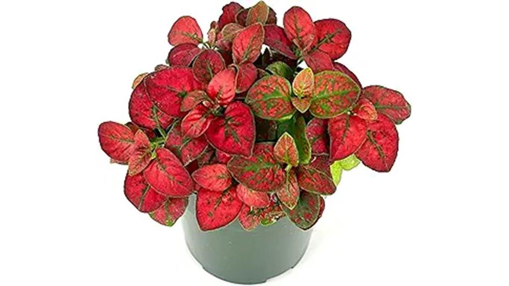 red splash hypoestes plant