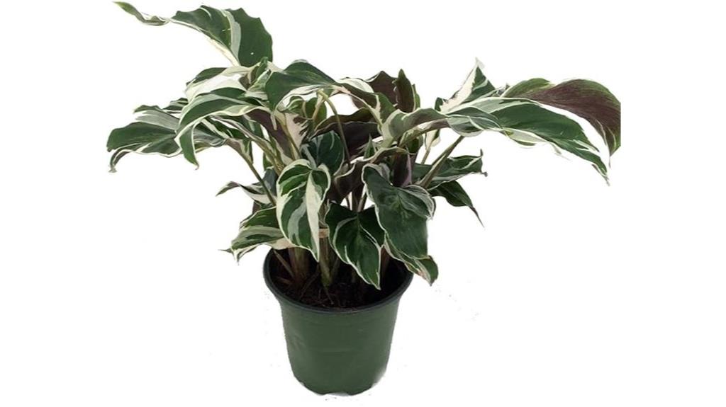white peacock calathea plant