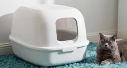 best cat litter upgrade