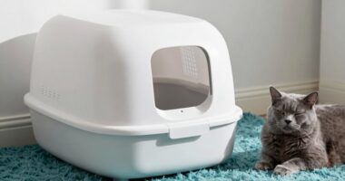 best cat litter upgrade